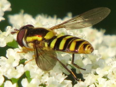 Epistrophella emarginata