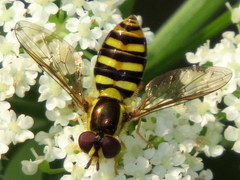 Epistrophella emarginata