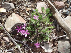 Phlox hoodii canescens