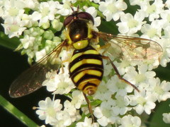 Epistrophella emarginata