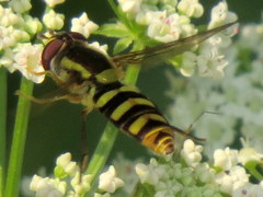 Epistrophella emarginata