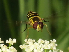Epistrophella emarginata