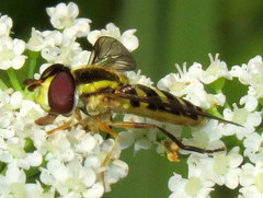 Epistrophella emarginata