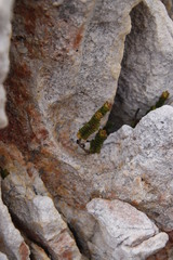 Sonderothamnus petraeus