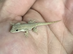 Lygodactylus bradfieldi