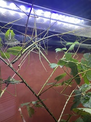 Phobaeticus serratipes