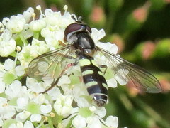 Melangyna fisherii