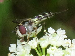 Melangyna fisherii