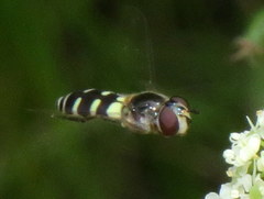 Melangyna fisherii