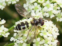Melangyna fisherii