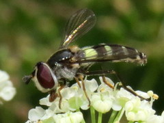 Melangyna fisherii