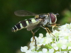 Melangyna fisherii