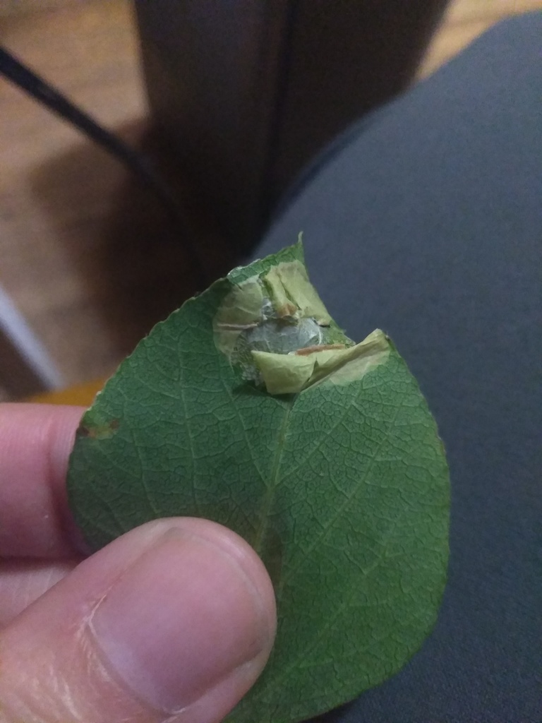 Aspen Leaf Blotch Miner Moth
