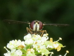 Melangyna fisherii