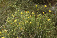 Cullumia setosa