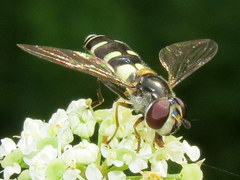 Melangyna fisherii