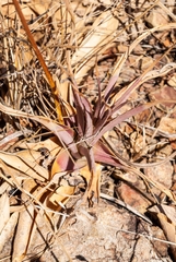 Dyckia machrisiana