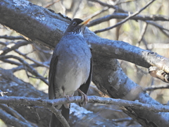 Turdus nigriceps
