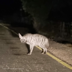 Hyaena hyaena