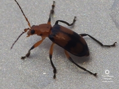 Malacorhinus dilaticornis