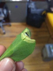 Phyllonorycter apparella