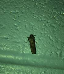 Acrolophus popeanella