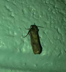 Acrolophus popeanella