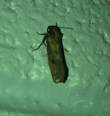 Acrolophus popeanella