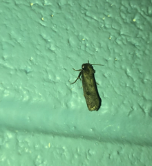 Acrolophus popeanella