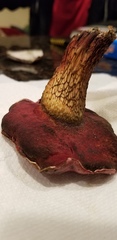 Boletus rubroflammeus