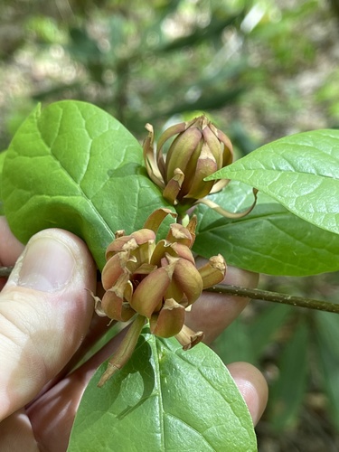 Carolina sweetshrub