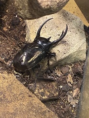 Chalcosoma