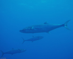 Scomberomorus commerson