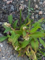 Persicaria maculosa