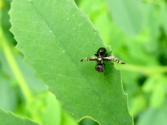 Rivellia syngenesiae
