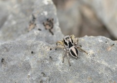 Habronattus virgulatus