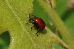Homoeolabus analis