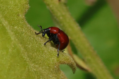 Homoeolabus analis