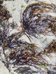 Grateloupia doryphora