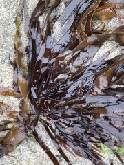 Grateloupia doryphora