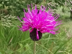 Cirsium pannonicum