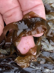 Grateloupia doryphora