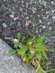 Persicaria maculosa
