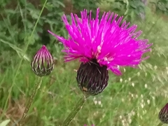 Cirsium pannonicum
