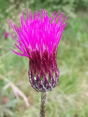 Cirsium pannonicum