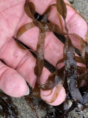 Grateloupia doryphora