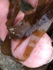 Grateloupia doryphora