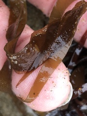 Grateloupia doryphora