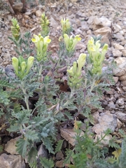 Scutellaria orientalis orientalis