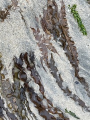 Grateloupia doryphora